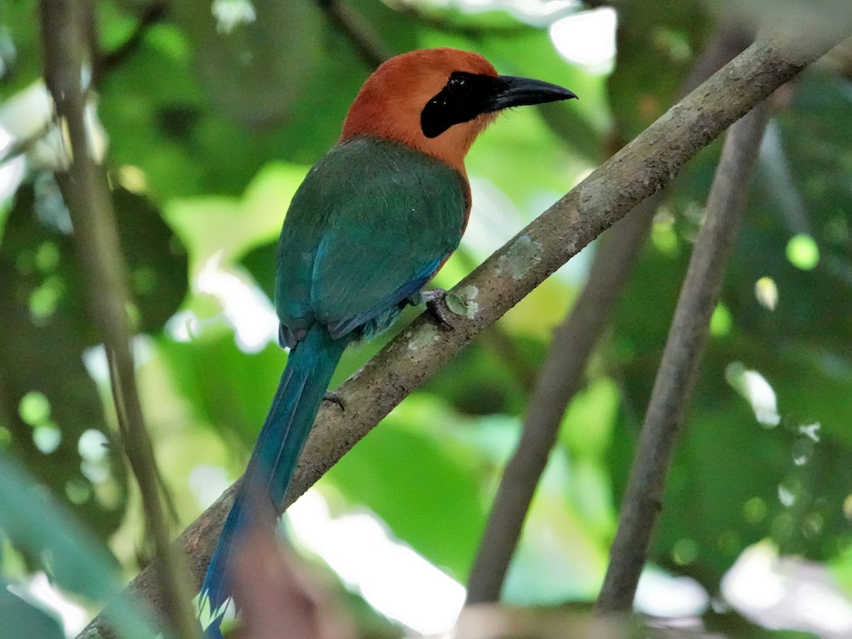 Rufous Motmot - ML659635238