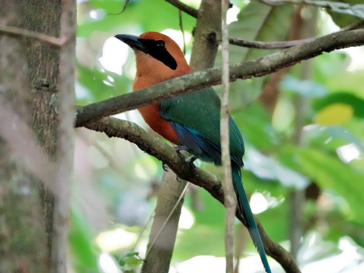 Rufous Motmot - ML659635239