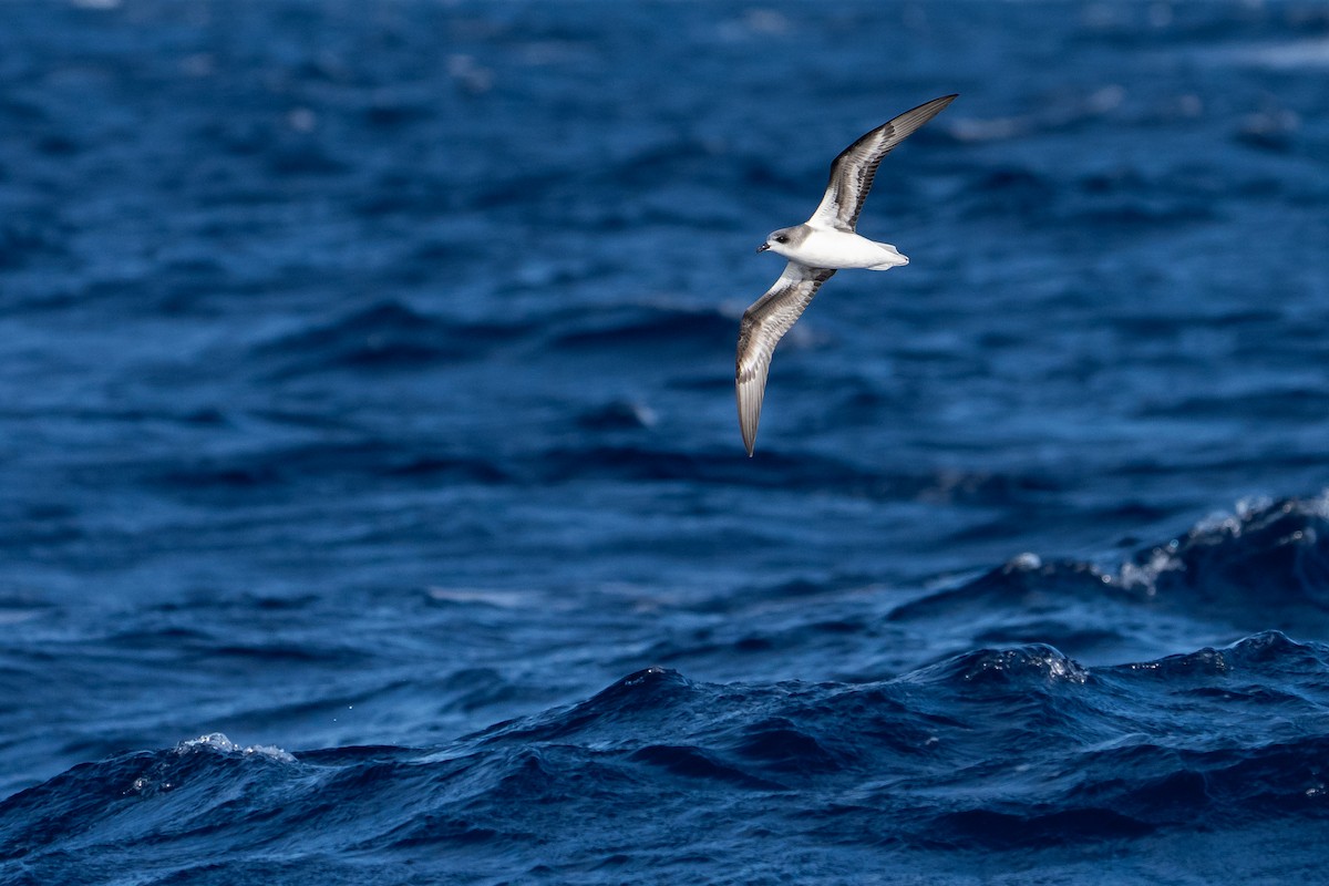 Petrel Freira - ML659636097