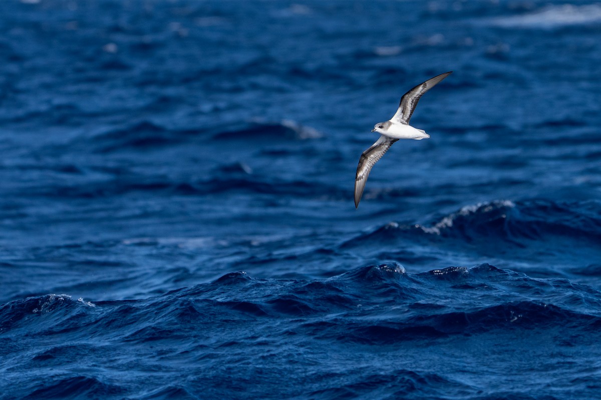 Petrel Freira - ML659636098