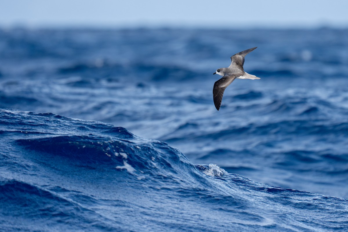 Petrel Freira - ML659636099