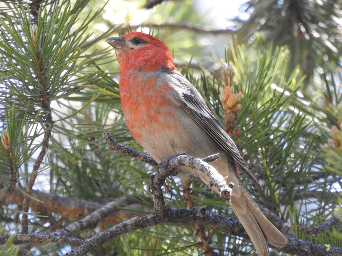 Pine Grosbeak - ML659636358