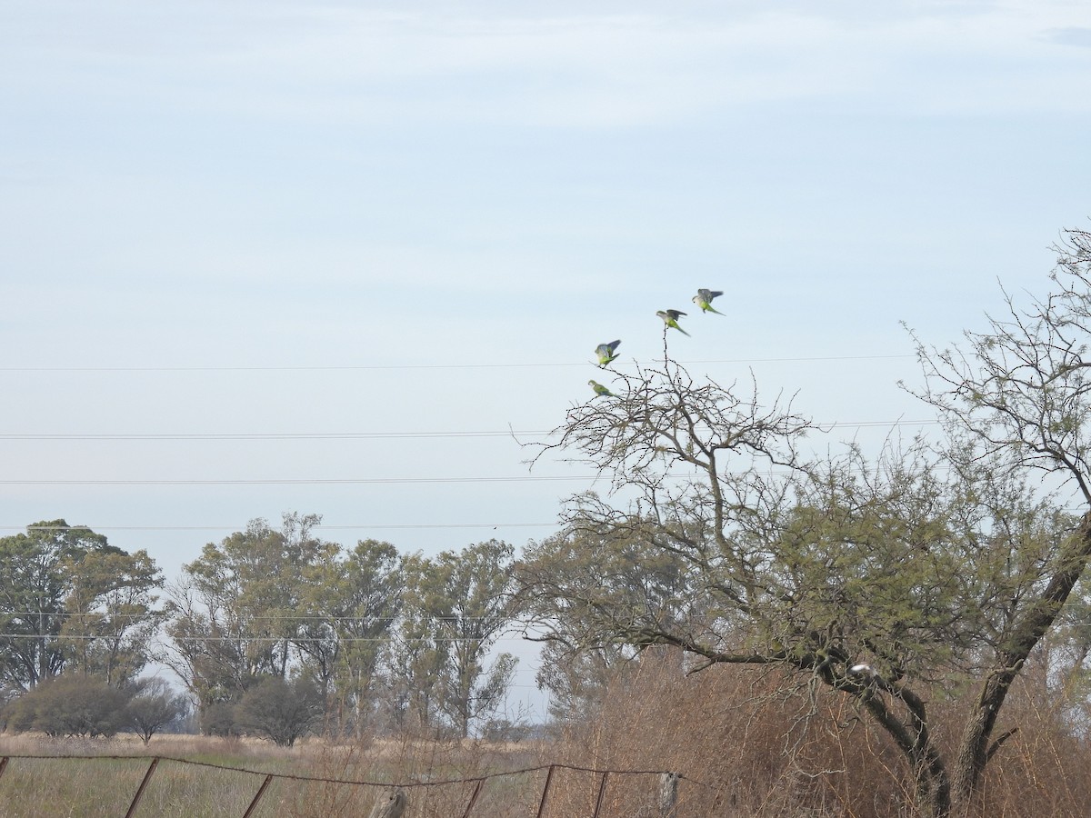 Monk Parakeet - ML659636453