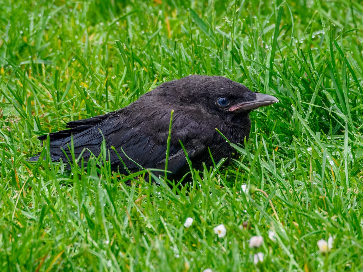 American Crow - ML659636463