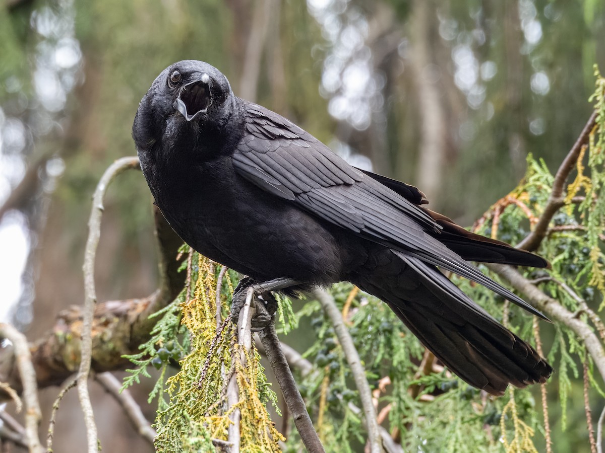 American Crow - ML659636464