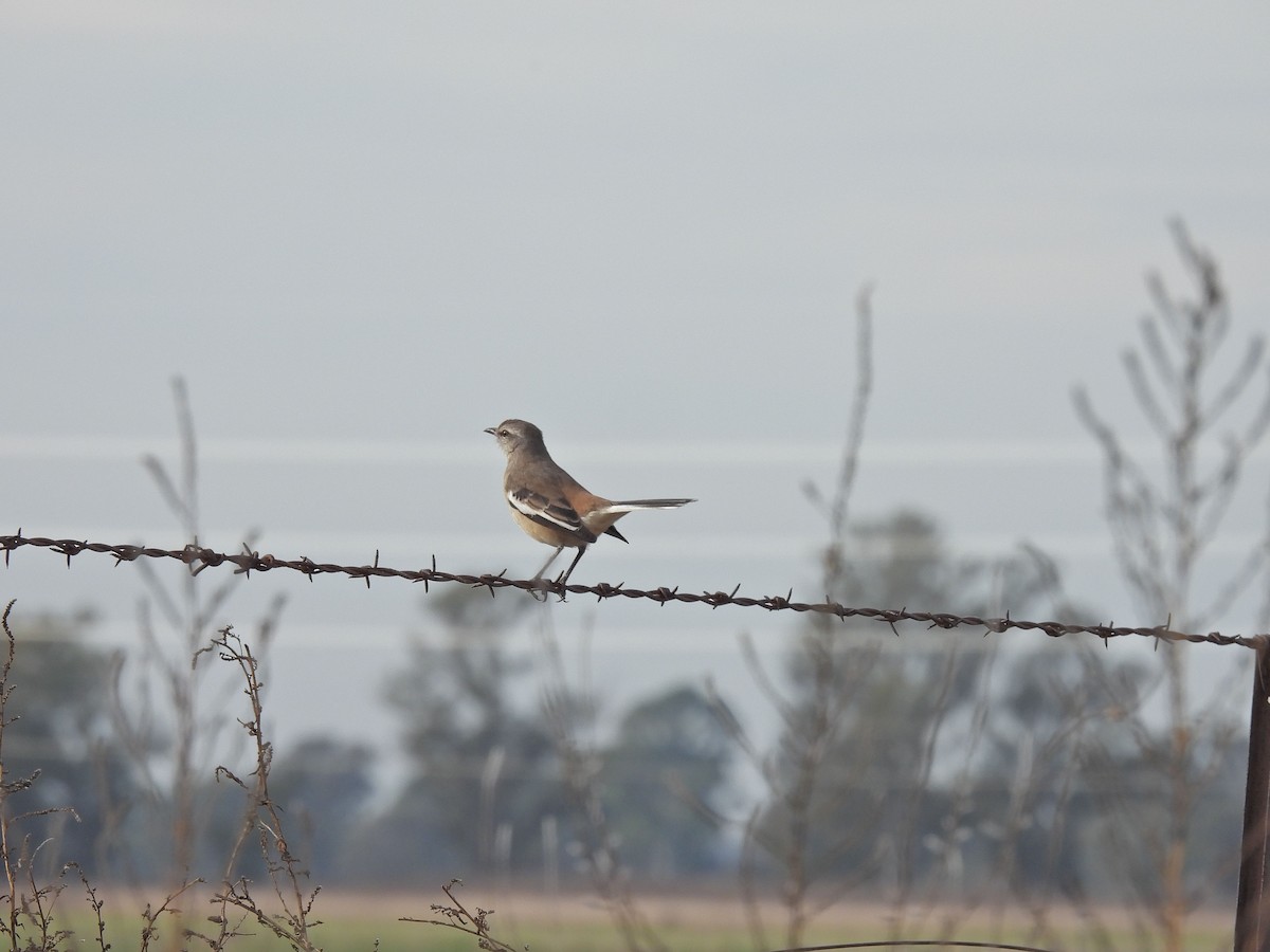 White-banded Mockingbird - ML659636476