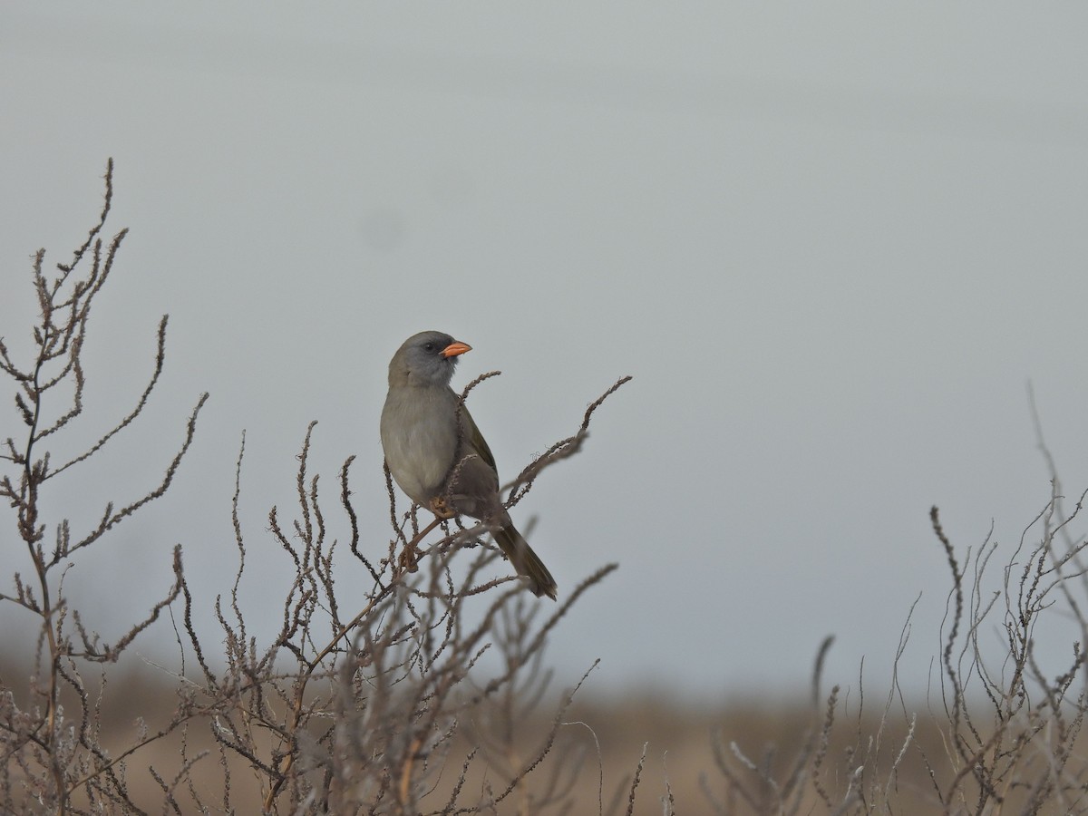 Great Pampa-Finch - ML659636485