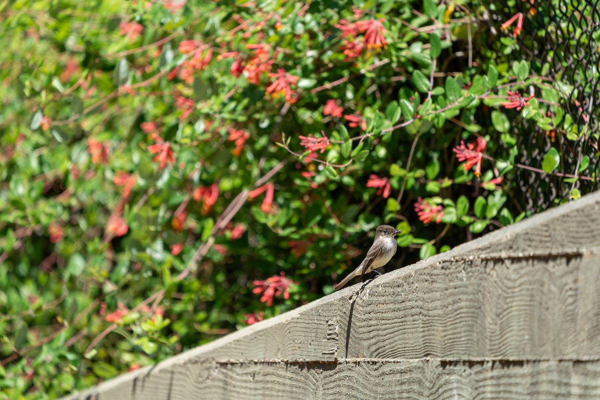 Eastern Phoebe - ML659636538