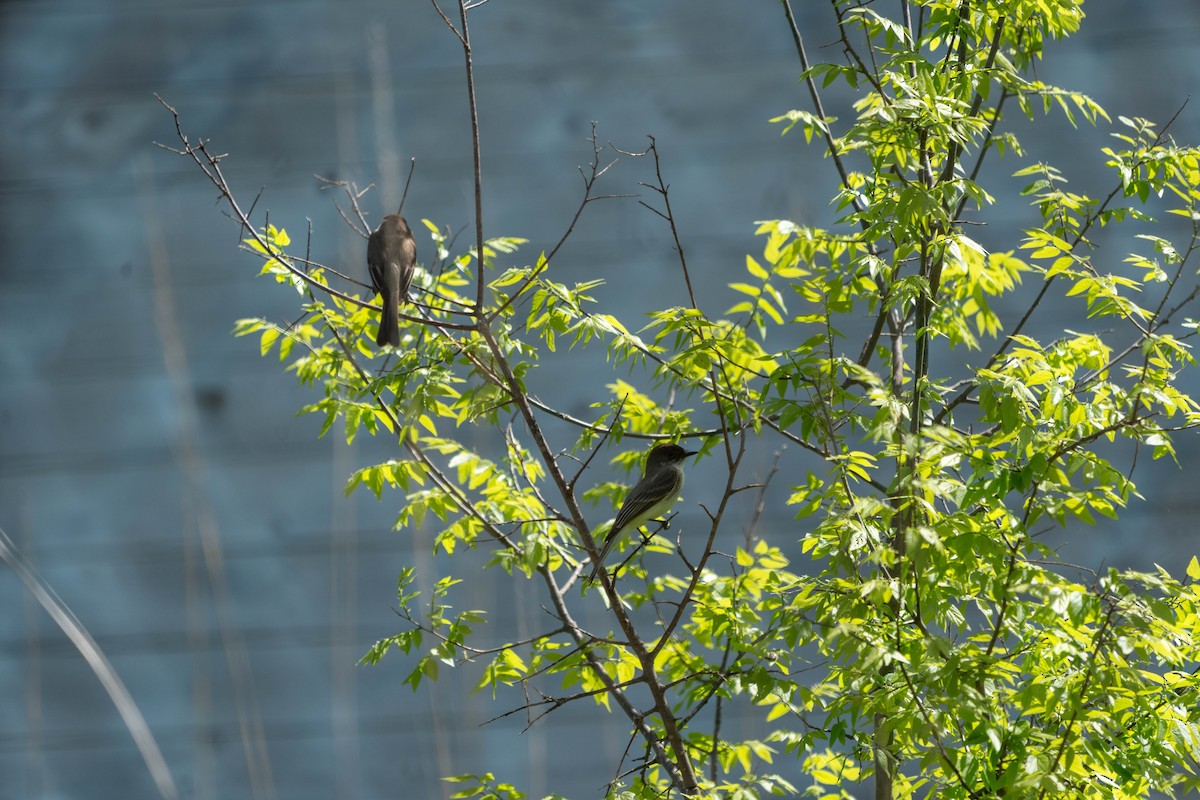 Eastern Phoebe - ML659636539