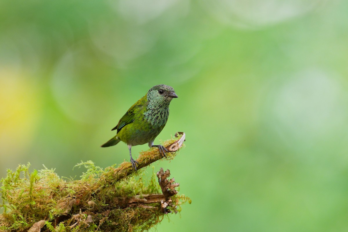 Black-capped Tanager - ML659636540