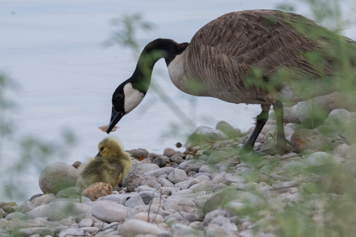 Canada Goose - ML659636541