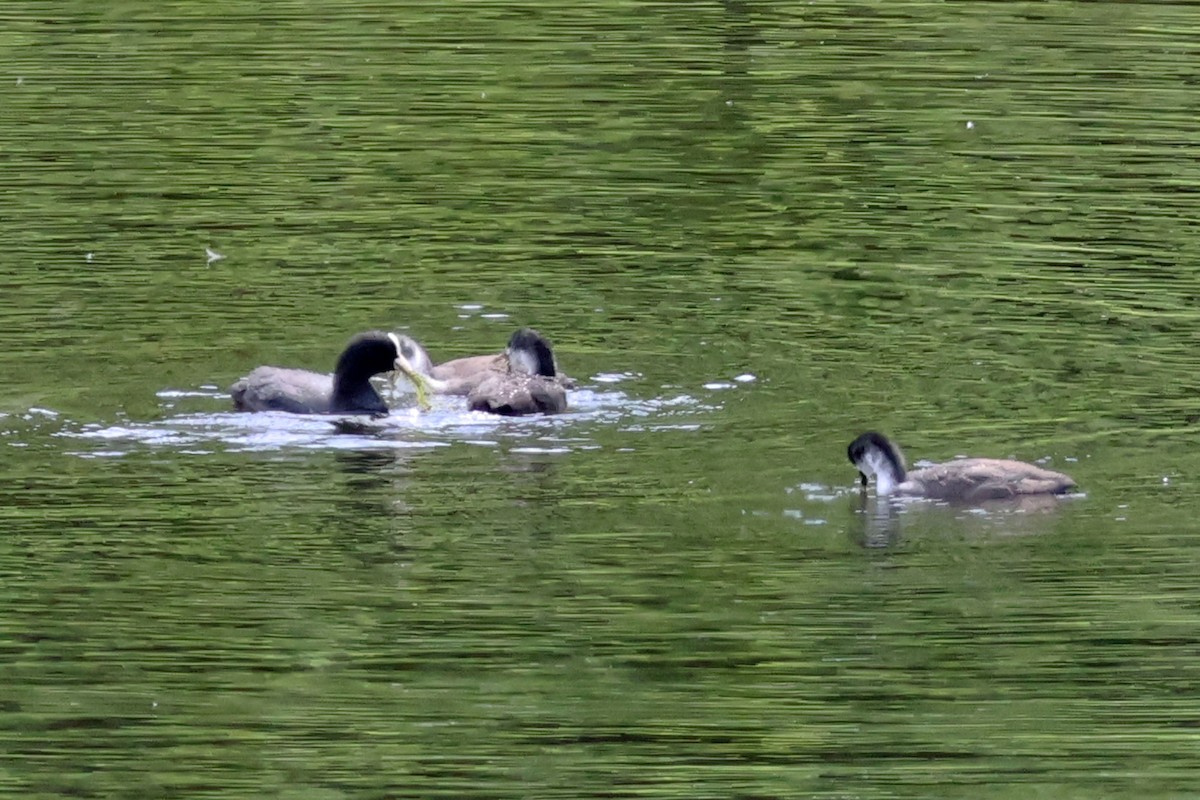Eurasian Coot - ML659636542
