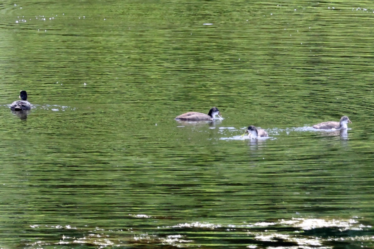 Eurasian Coot - ML659636545