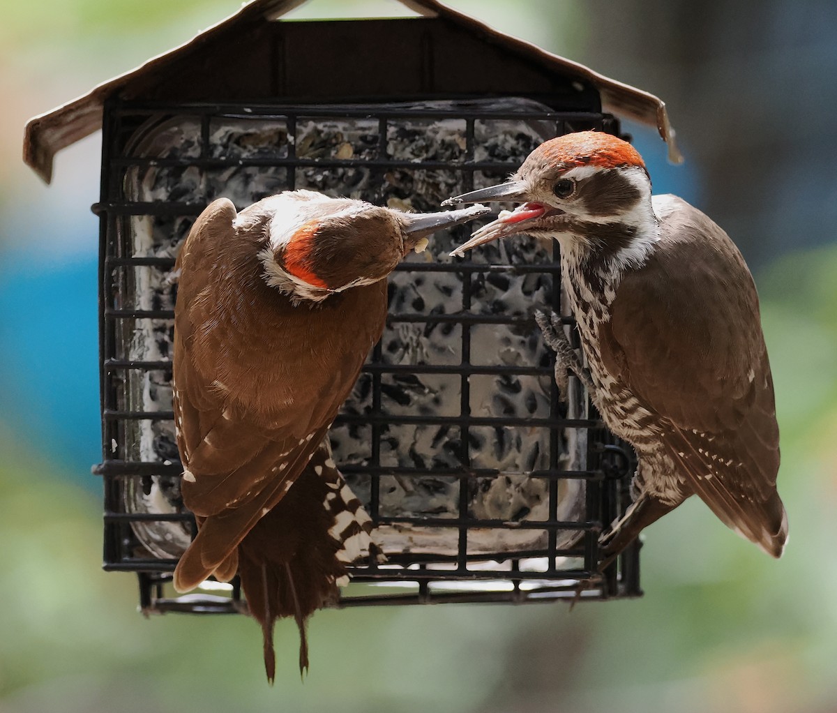 Arizona Woodpecker - ML659636546
