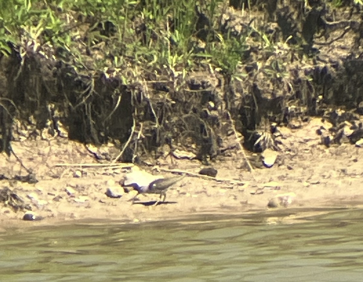 Spotted Sandpiper - ML659636547