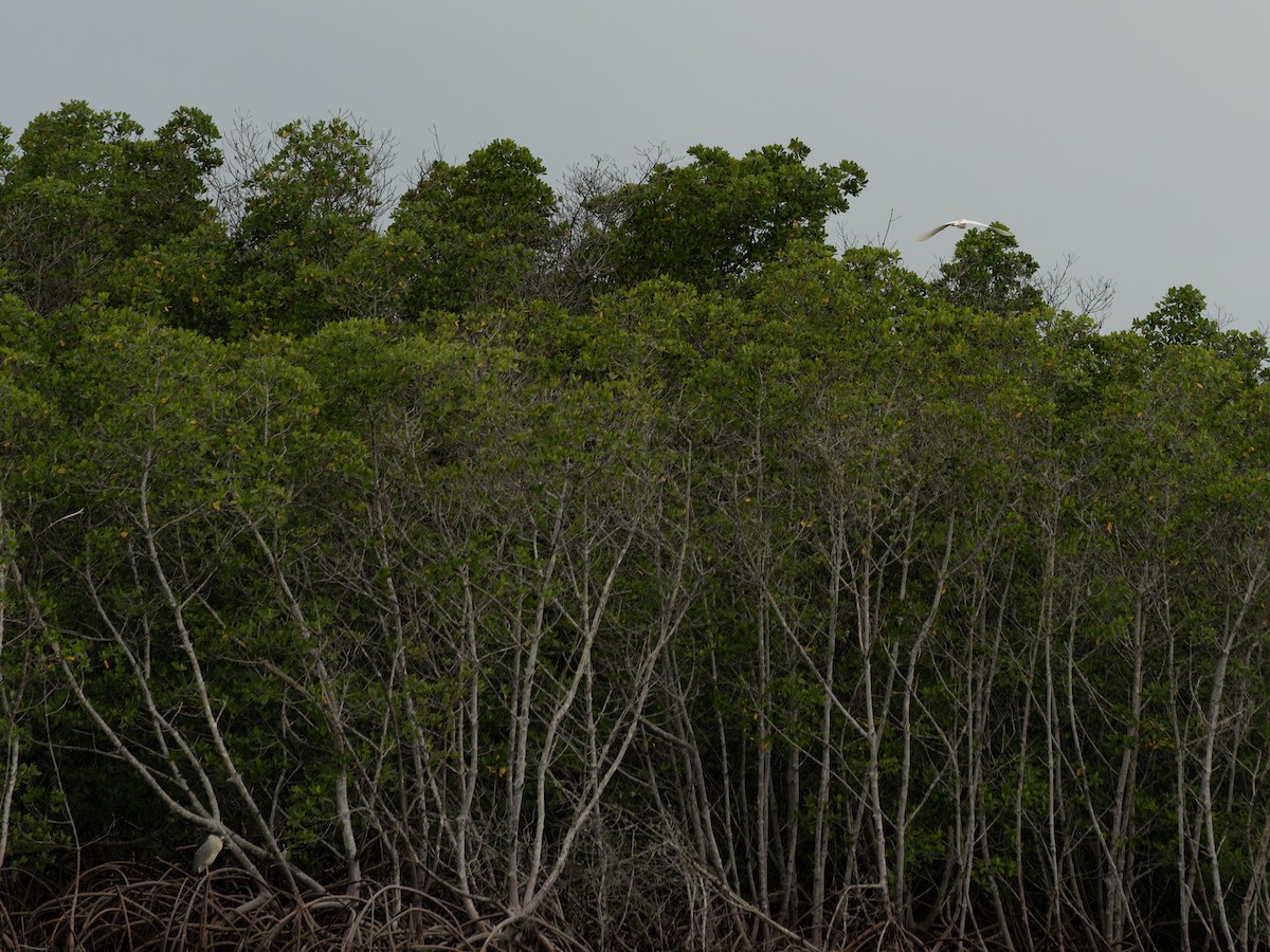 Western Cattle-Egret - ML659636548