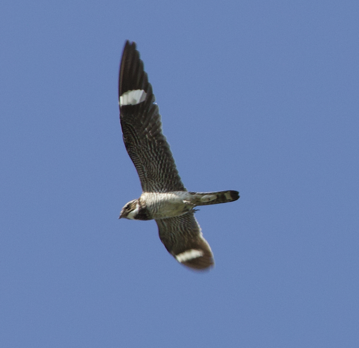 Common Nighthawk - ML659636549