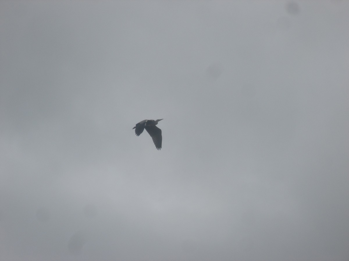 Gray Heron - ML659636551