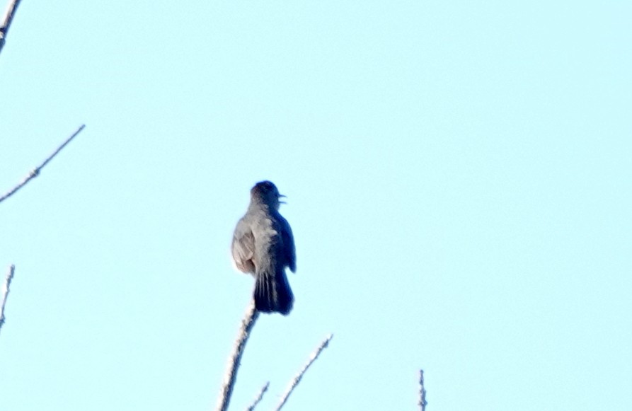 Gray Catbird - ML659636552