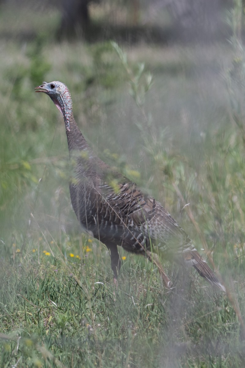 Wild Turkey - ML659636553