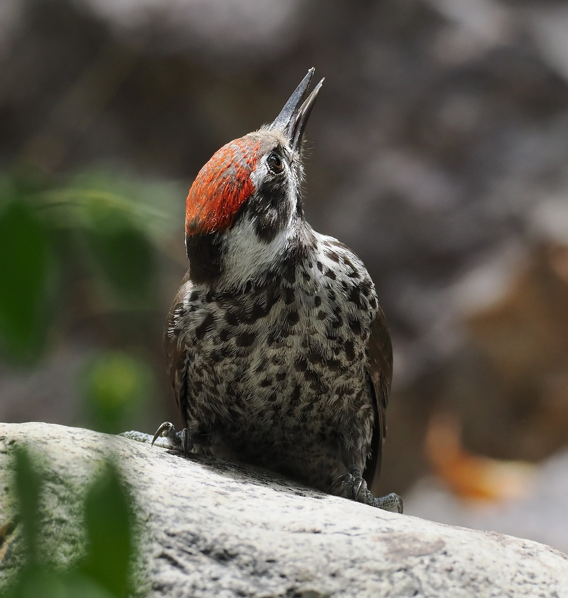 Arizona Woodpecker - ML659636554