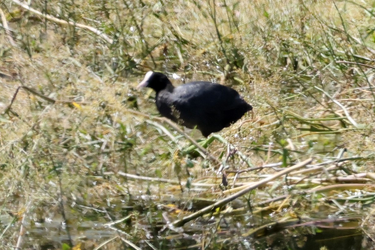 Eurasian Coot - ML659636555