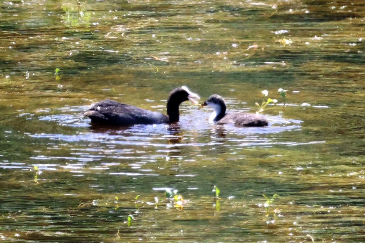 Eurasian Coot - ML659636556