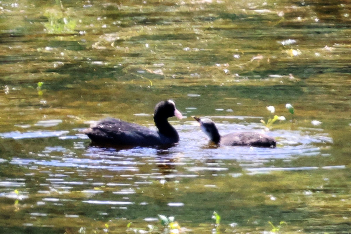 Eurasian Coot - ML659636557