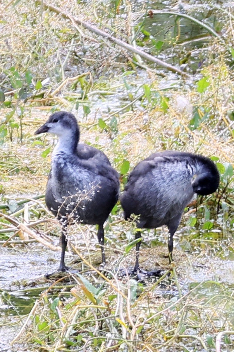 Eurasian Coot - ML659636558