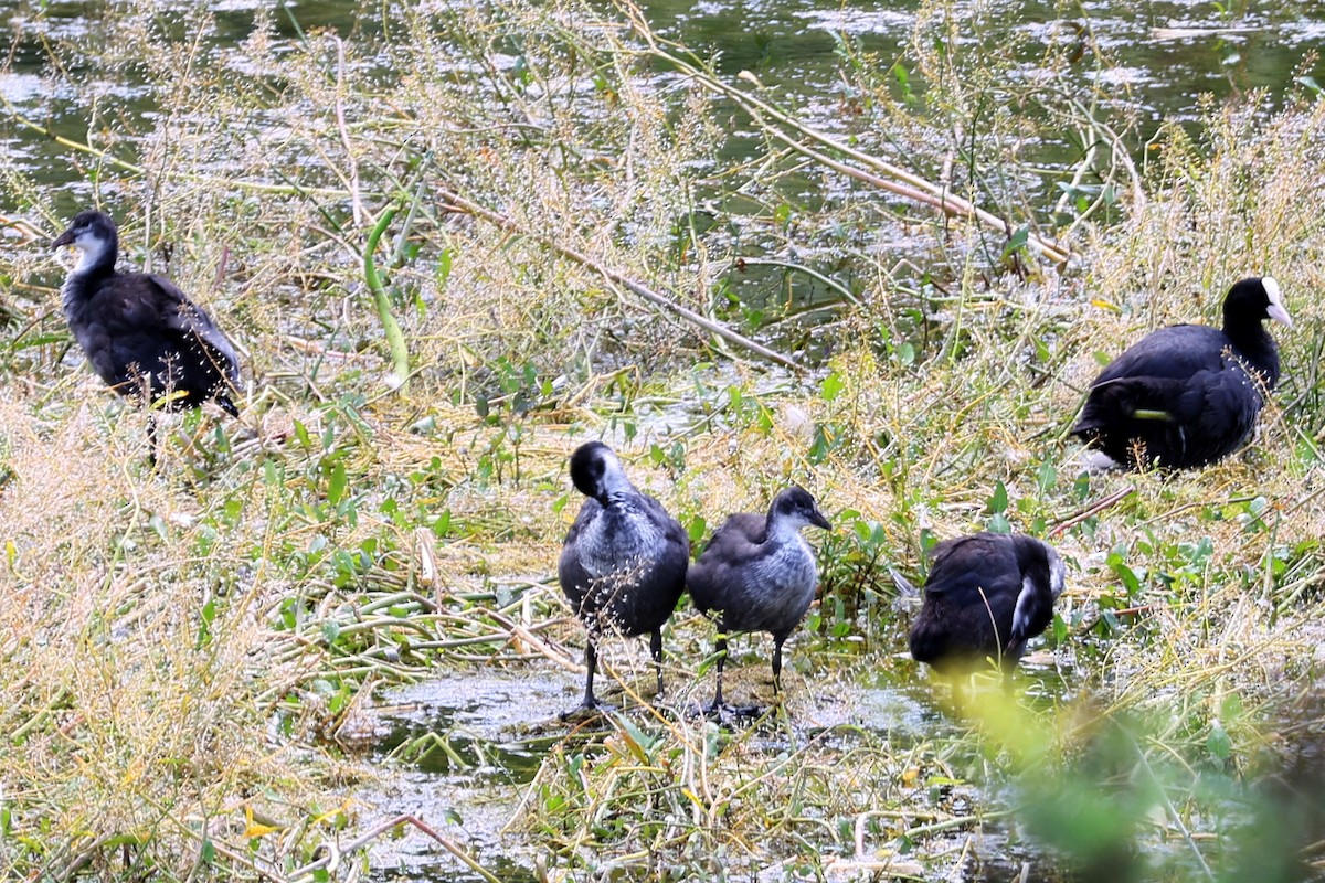 Eurasian Coot - ML659636559