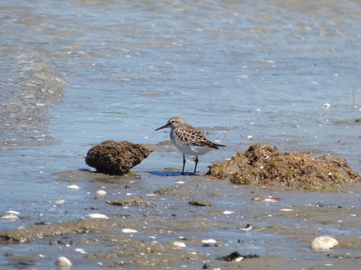 White-rumped Sandpiper - ML659636560