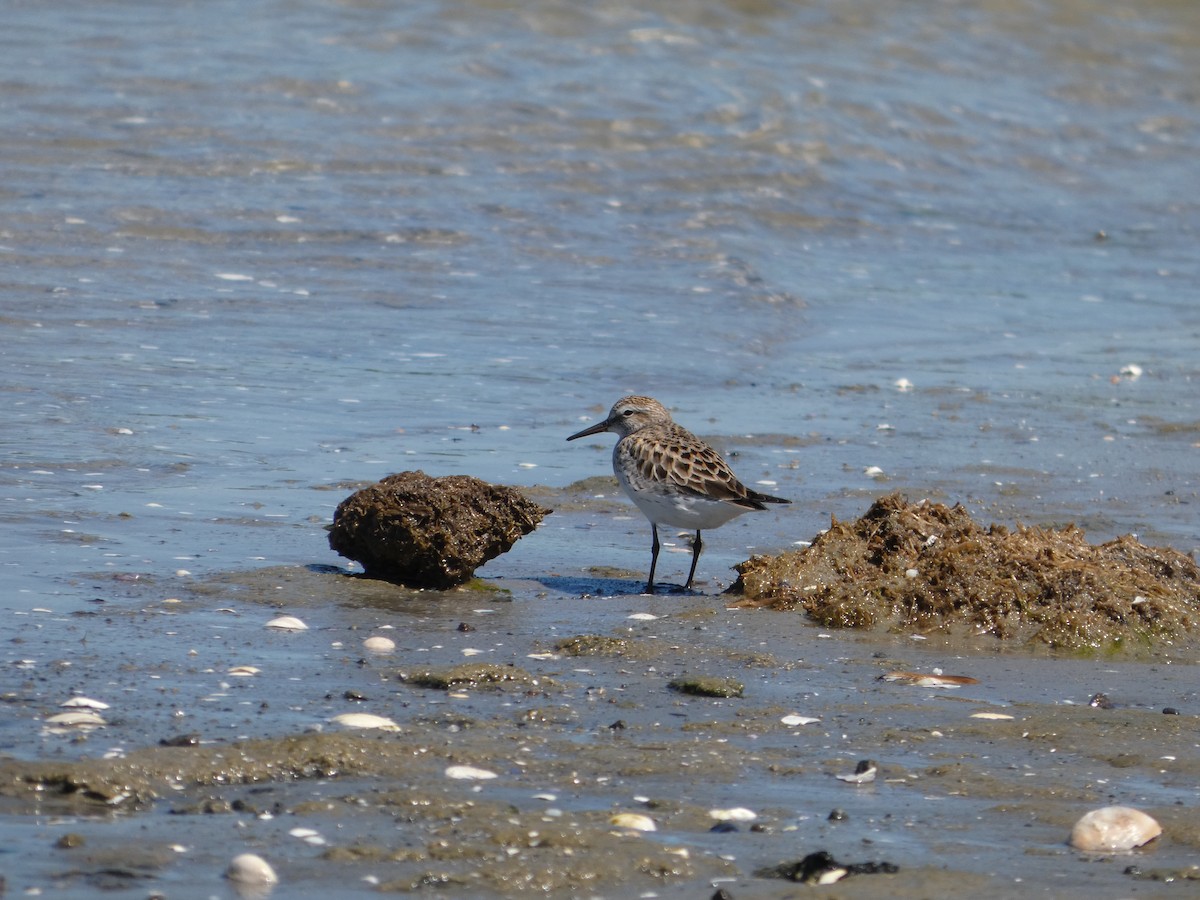 White-rumped Sandpiper - ML659636561