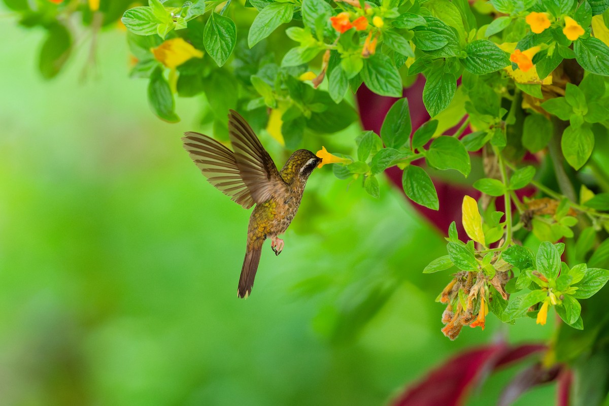 Speckled Hummingbird - ML659636563