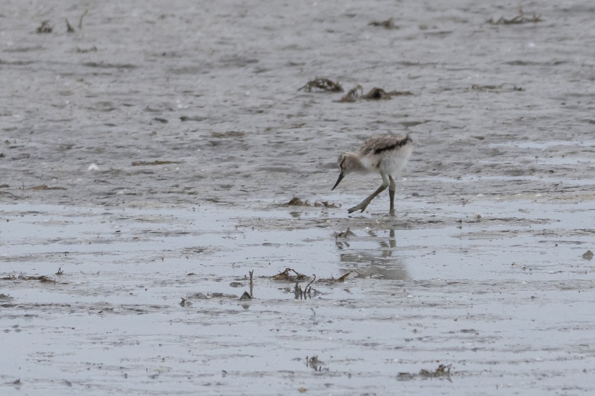 American Avocet - ML659636566