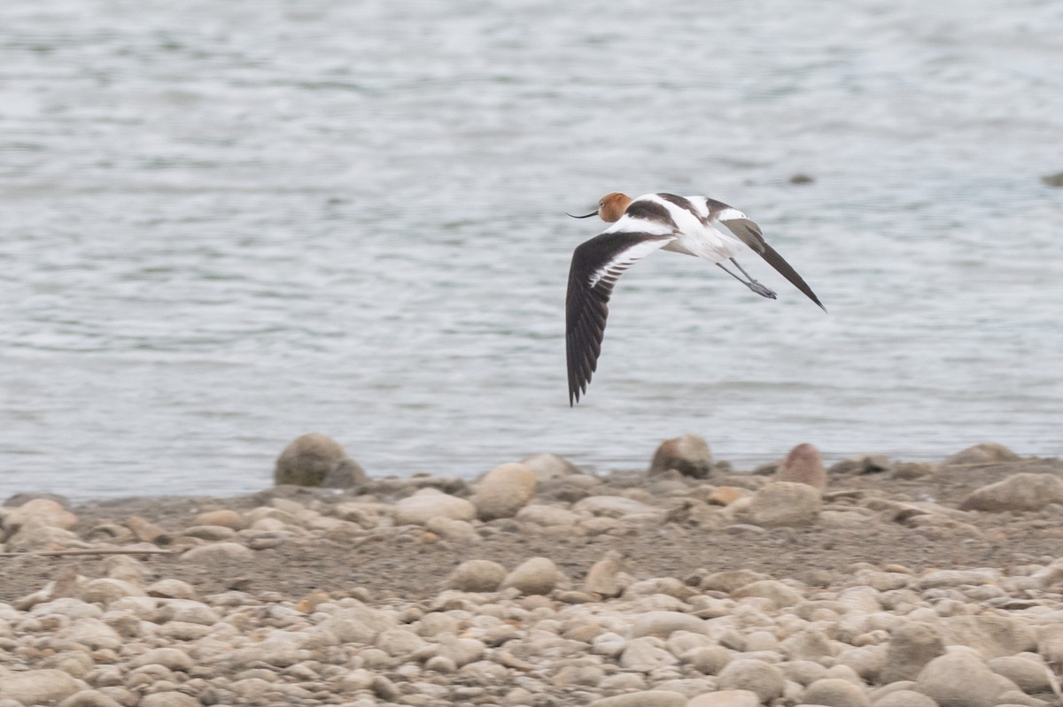 American Avocet - ML659636567