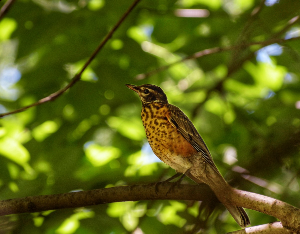 American Robin - ML659636785