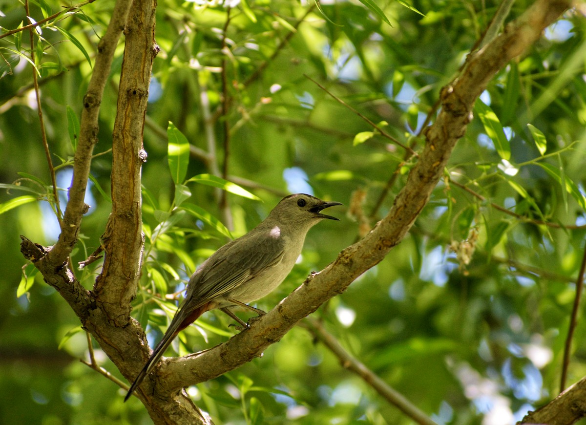Gray Catbird - ML659636797