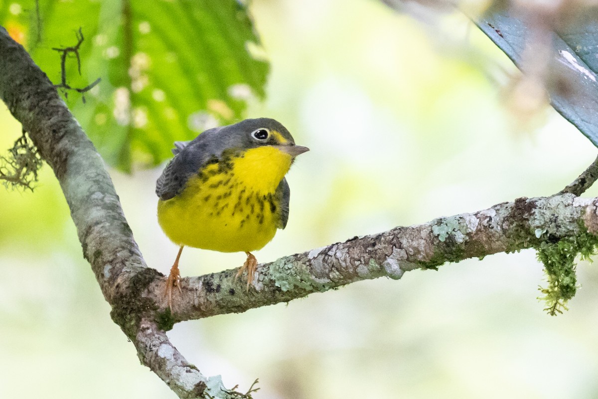 Canada Warbler - ML659636929