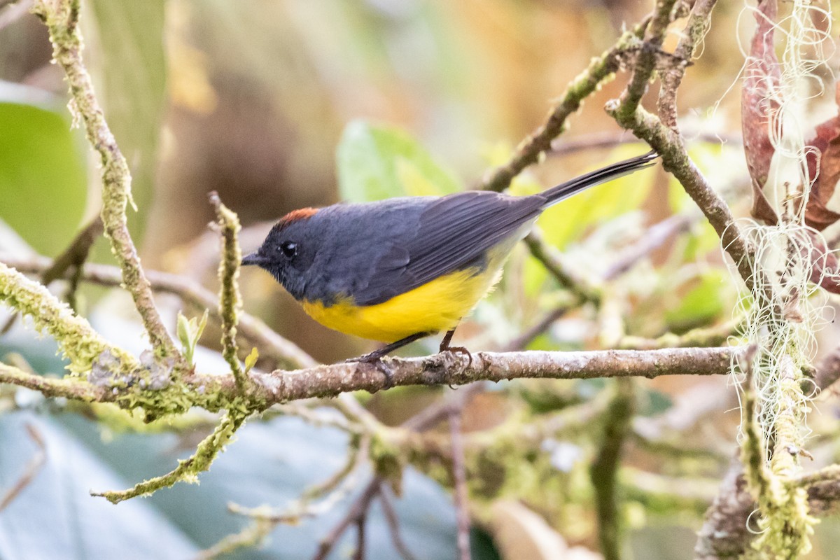 Slate-throated Redstart - ML659636943