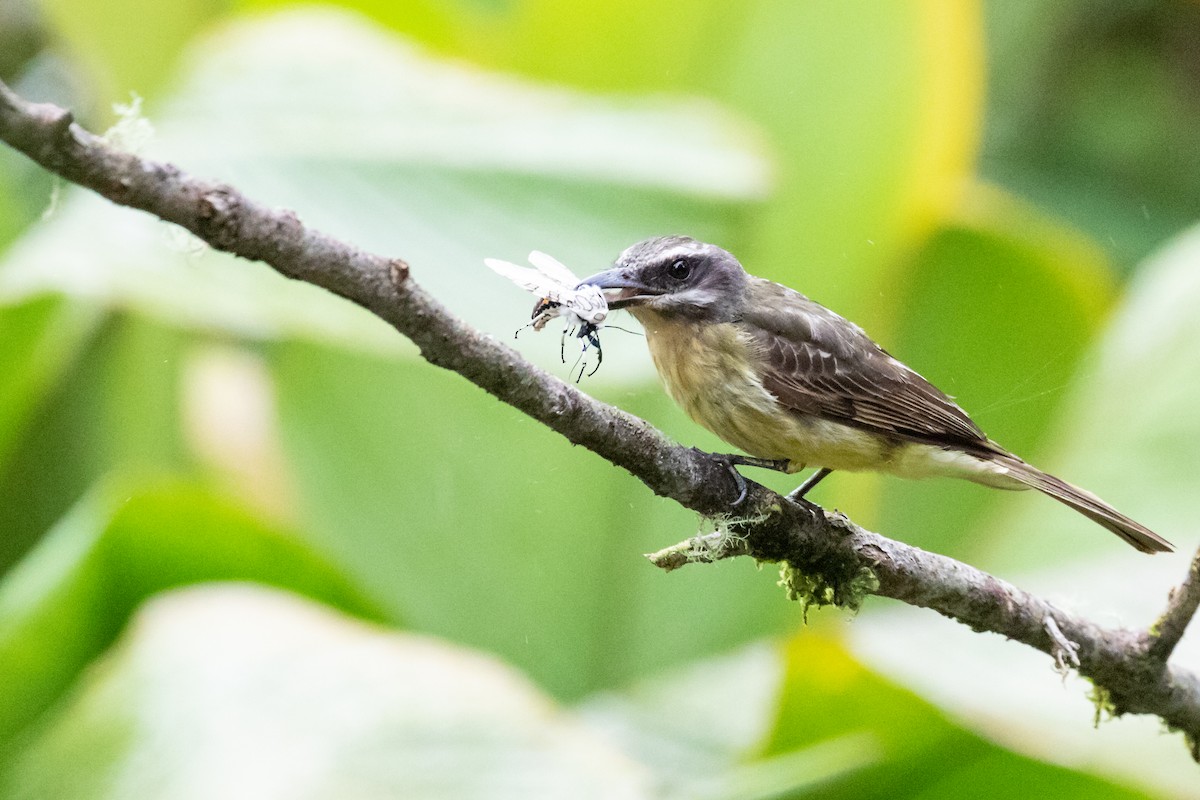 Golden-bellied Flycatcher - ML659636993