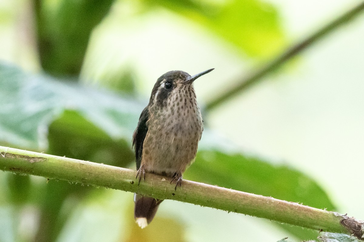 Speckled Hummingbird - ML659637071