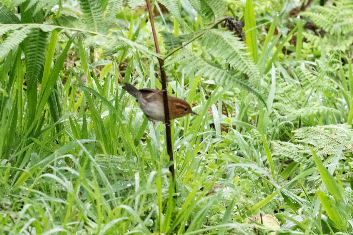Mountain Wren - ML659637083