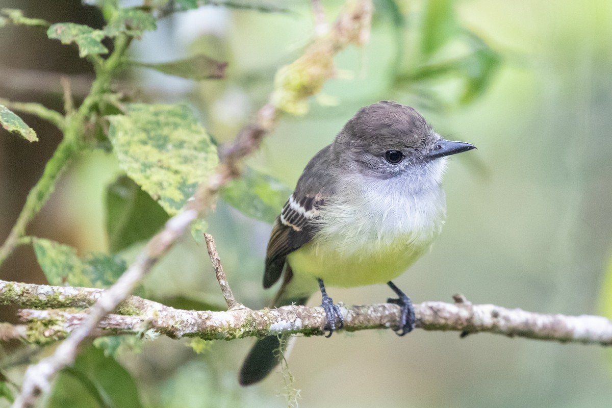 Pale-edged Flycatcher - ML659637110