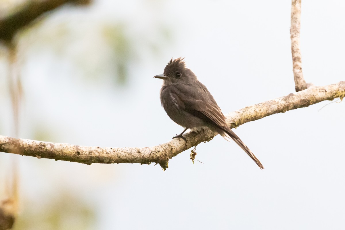 Smoke-colored Pewee - ML659637205