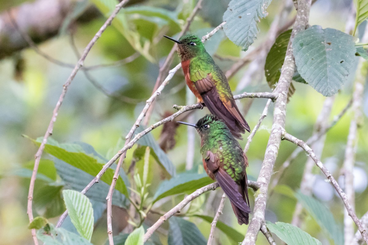 Chestnut-breasted Coronet - ML659637212