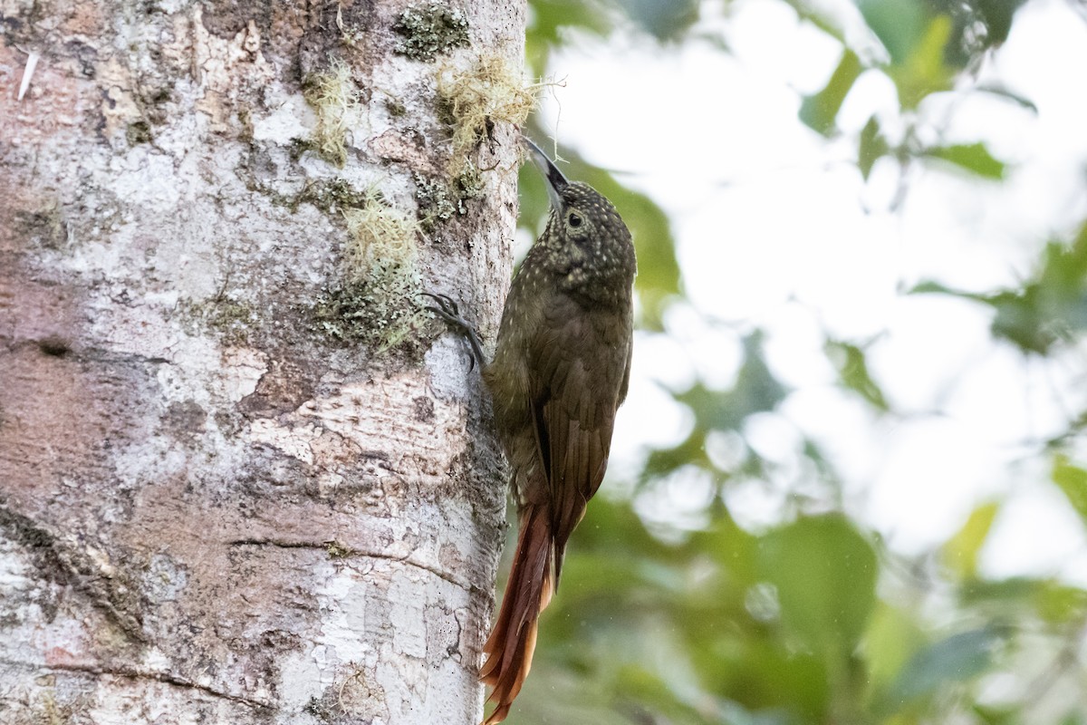 Olive-backed Woodcreeper - ML659637346