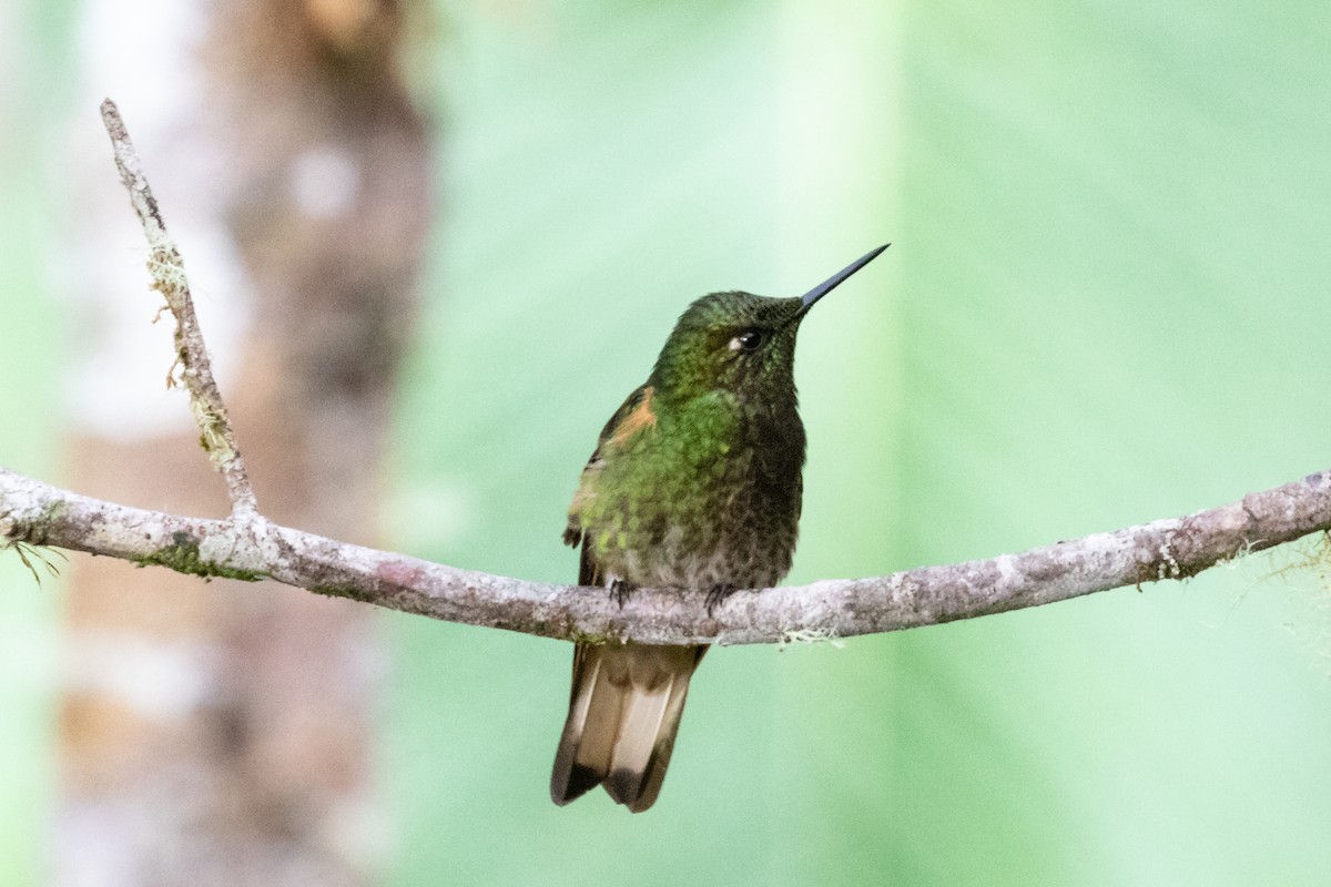 Buff-tailed Coronet - ML659637446