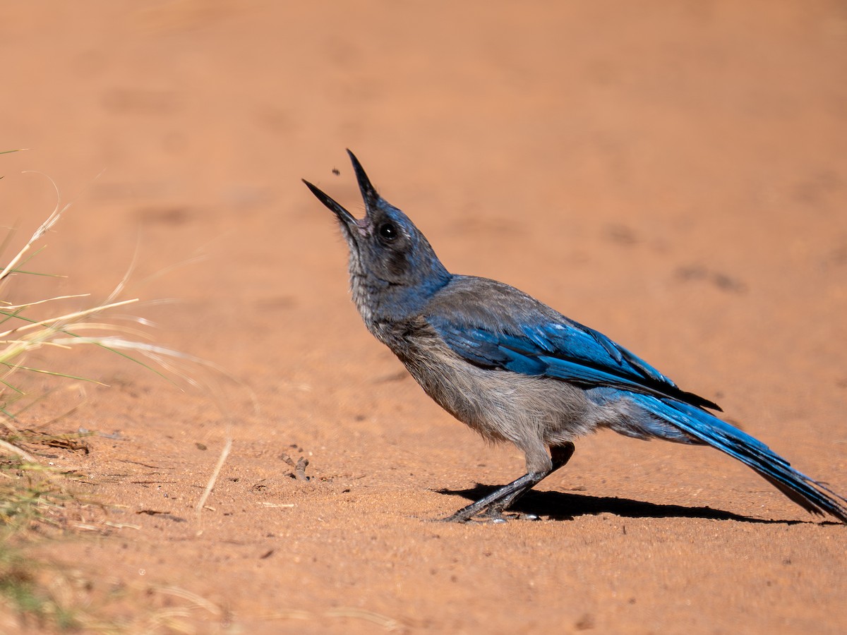 Woodhouse's Scrub-Jay - ML659637521