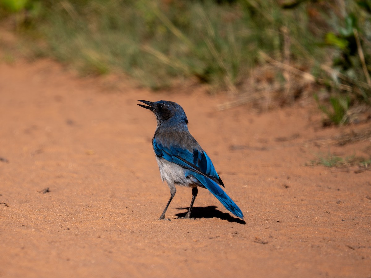 Woodhouse's Scrub-Jay - ML659637522