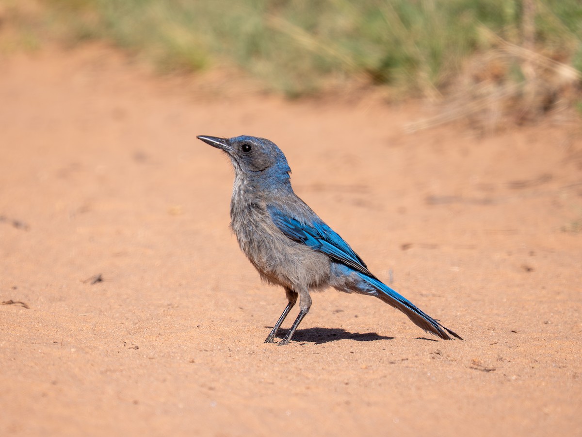 Woodhouse's Scrub-Jay - ML659637523
